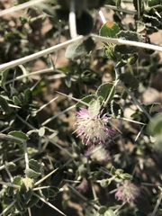 Centaurea bruguierana