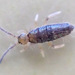 Damp Grain Springtail - Photo (c) Brenda Dobbs, some rights reserved (CC BY-NC)