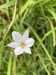 Triteleia peduncularis