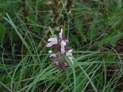 Monarda clinopodioides