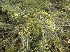 Retama raetam gussonei