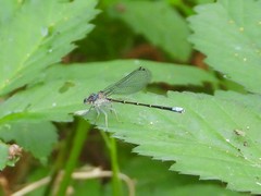 Argia tibialis