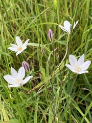 Triteleia peduncularis