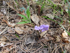 Viola dactyloides