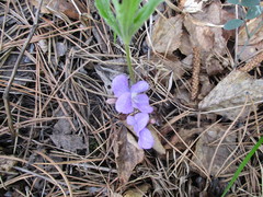 Viola dactyloides
