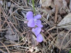 Viola dactyloides