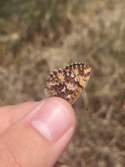 Boloria freija