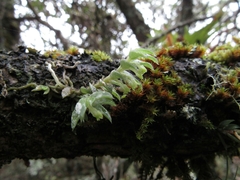 Fernandezia hispidula