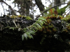 Fernandezia hispidula