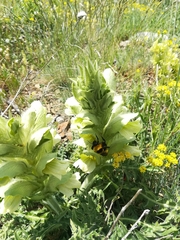 Acanthus hirsutus