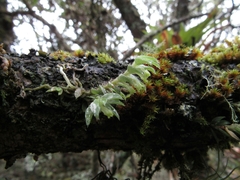 Fernandezia hispidula