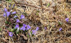 Campanula lyrata