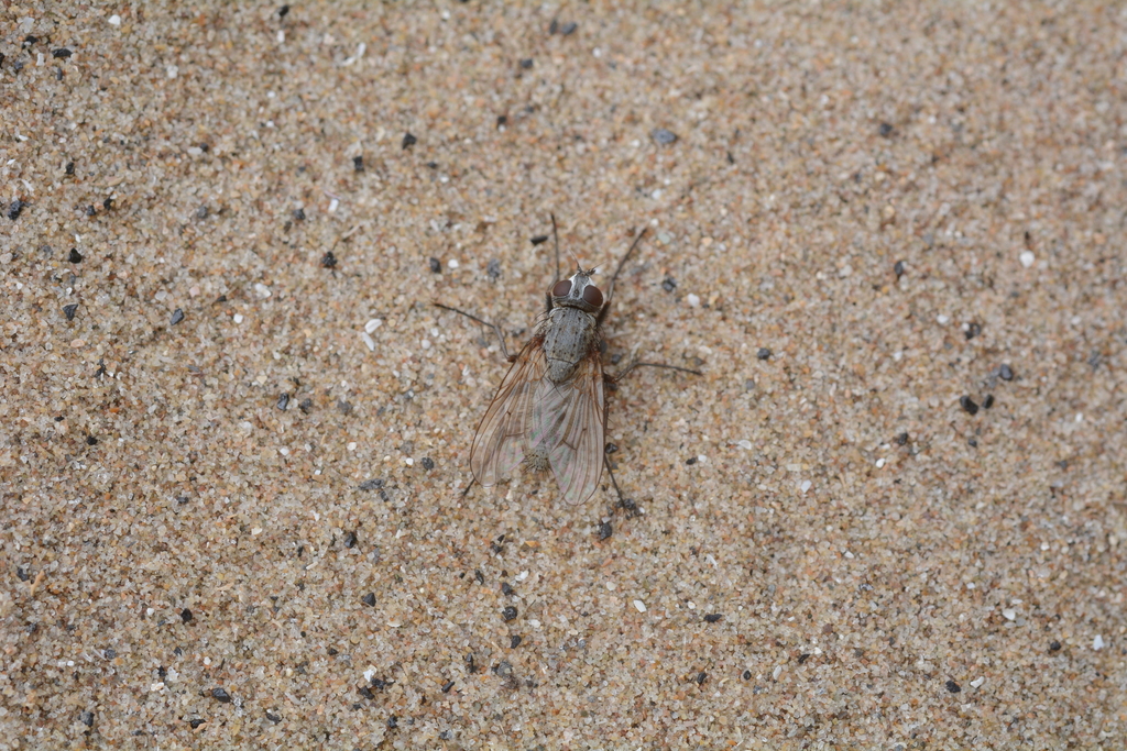 Helina protuberans