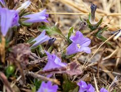 Campanula lyrata