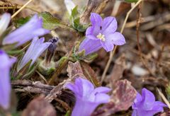 Campanula lyrata