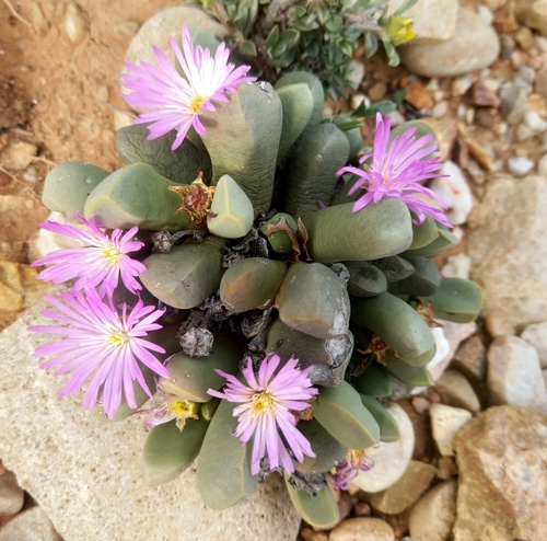 Cerochlamys pachyphylla, photograph 2