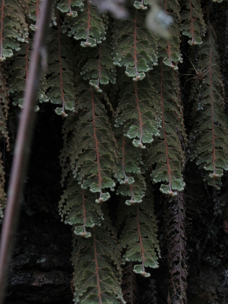 Hymenophyllum tomentosum