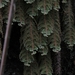 Hymenophyllum tomentosum - Photo (c) Juan Andrés leyva, algunos derechos reservados (CC BY-NC), subido por Juan Andrés leyva
