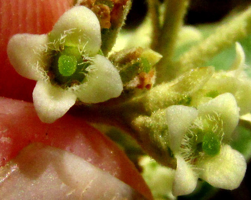 Buddleja parviflora (Buddleja parviflora)