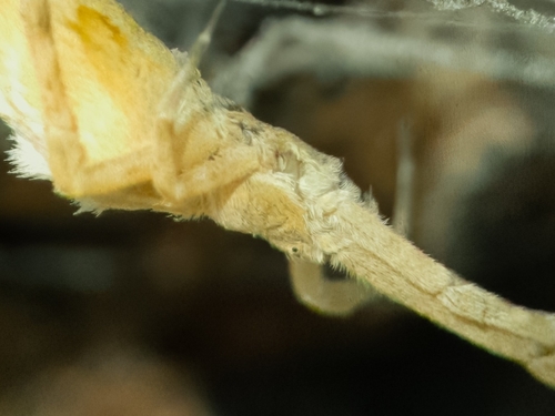 Walckenaer's Feather-legged Spider, Osmangazi, 35535 Bayraklı/İzmir, Türkiye, photo 7 of 10