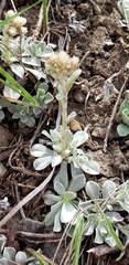 Antennaria microphylla