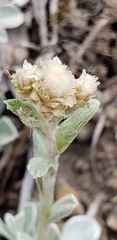 Antennaria microphylla