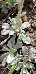 Antennaria microphylla