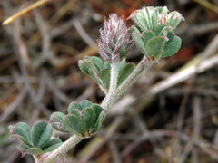 Indigofera mauritanica