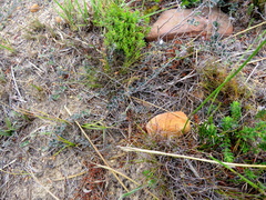 Indigofera mauritanica