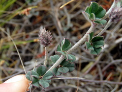 Indigofera mauritanica