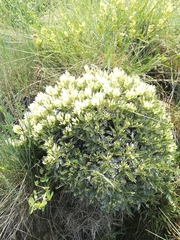 Astragalus angustifolius
