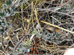 Indigofera mauritanica