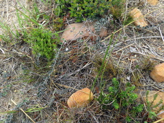 Indigofera mauritanica