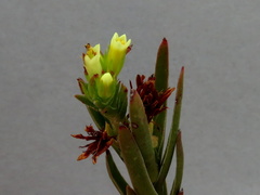 Crassula flava