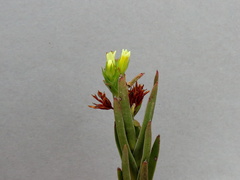 Crassula flava