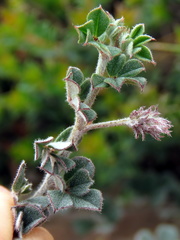 Indigofera mauritanica