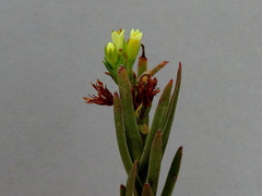 Crassula flava