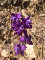 Delphinium pentagynum