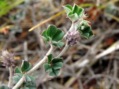 Indigofera mauritanica