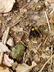 Chrysopilus davisi