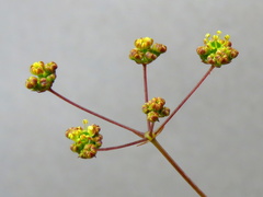 Chamarea capensis