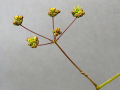 Chamarea capensis