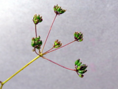Chamarea capensis