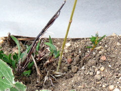 Chamarea capensis