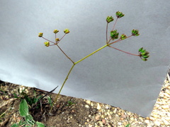 Chamarea capensis