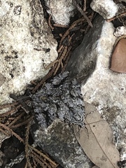 Catocala amica