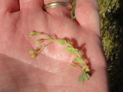 Hypericum anagalloides