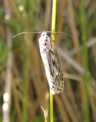 Ethmia discostrigella