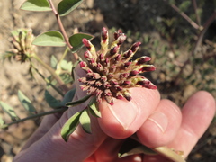 Hosackia crassifolia
