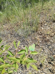 Callophrys